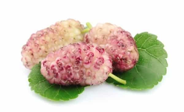 تصویر 5 از قیمت خرید توت خشک عمده + فروش ویژه